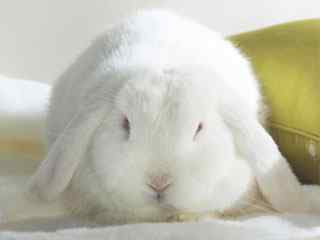 可爱小白兔摄影壁纸
