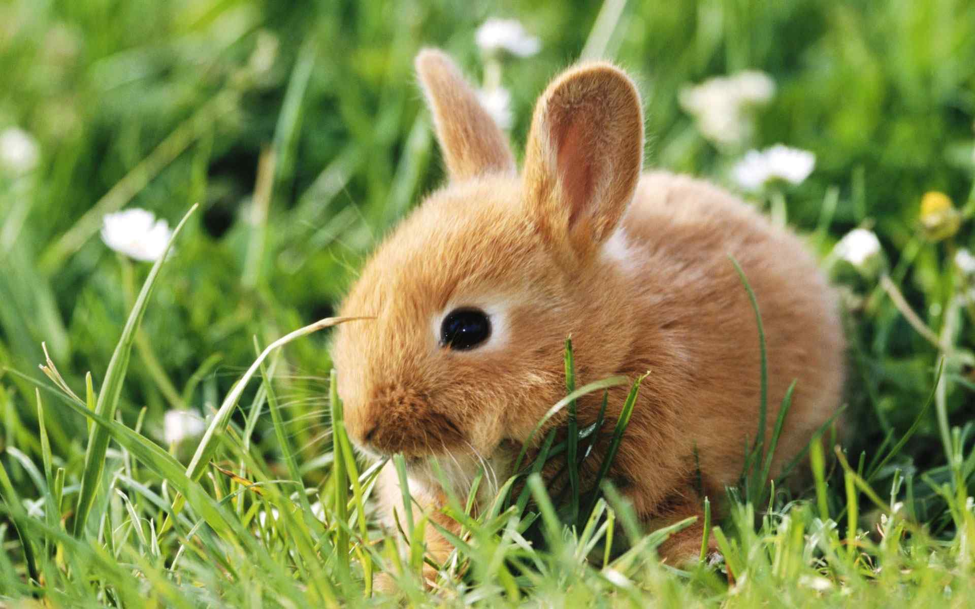 可爱小兔摄影壁纸