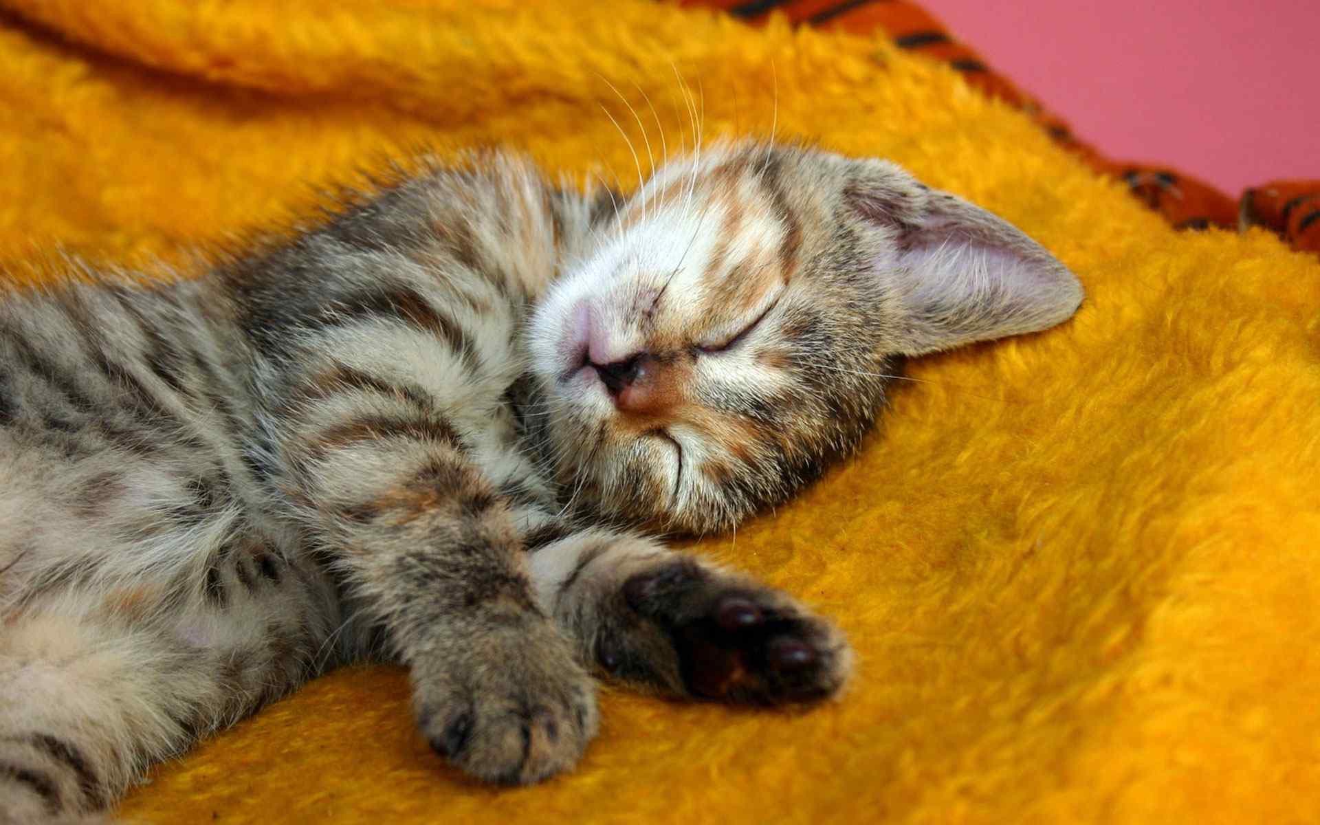 酣睡猫咪摄影壁纸