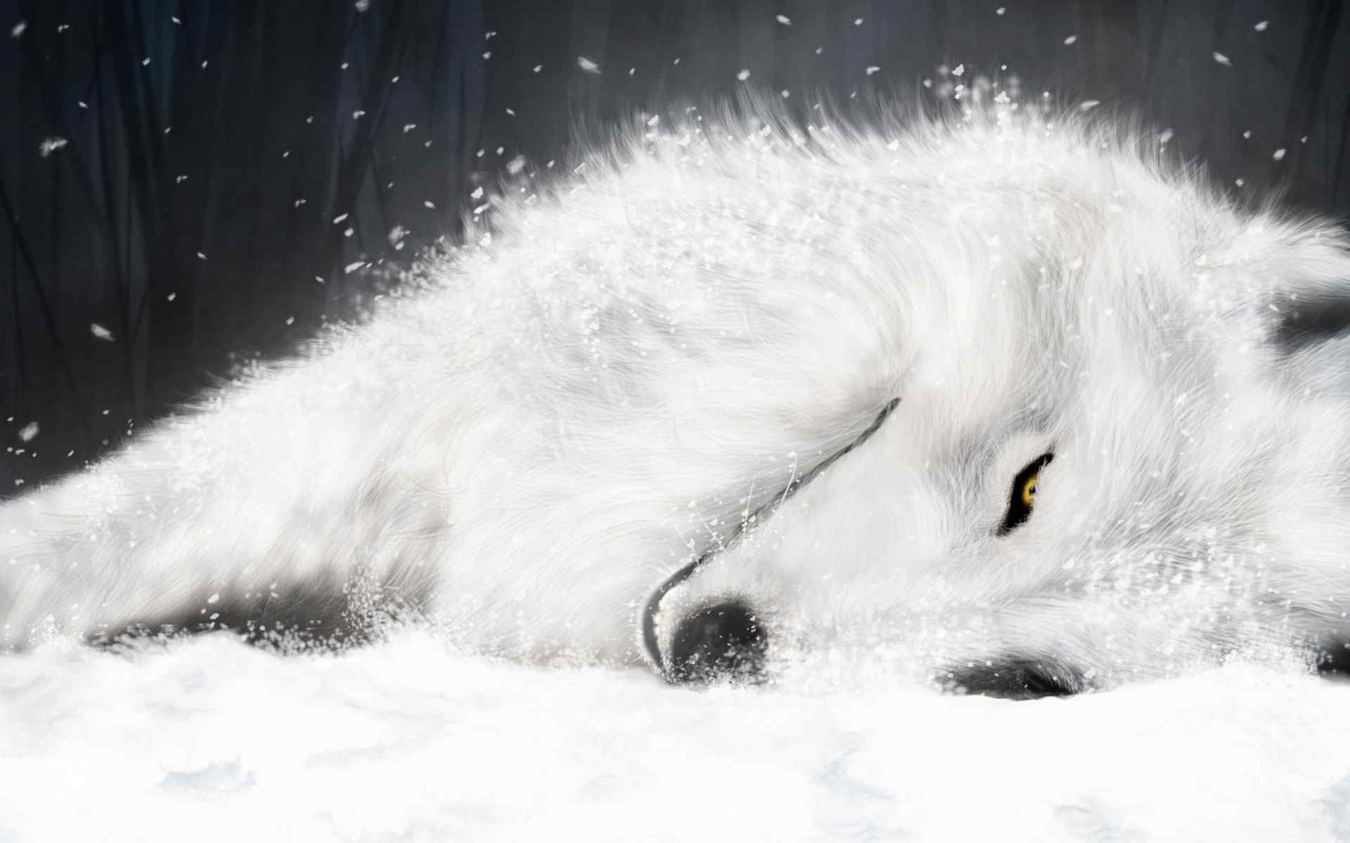 デスクトップ壁紙 : 狼, 冬, 哺乳動物 2048x1365 - WallpaperManiac - 1698105 - デスクトップ壁紙 ...