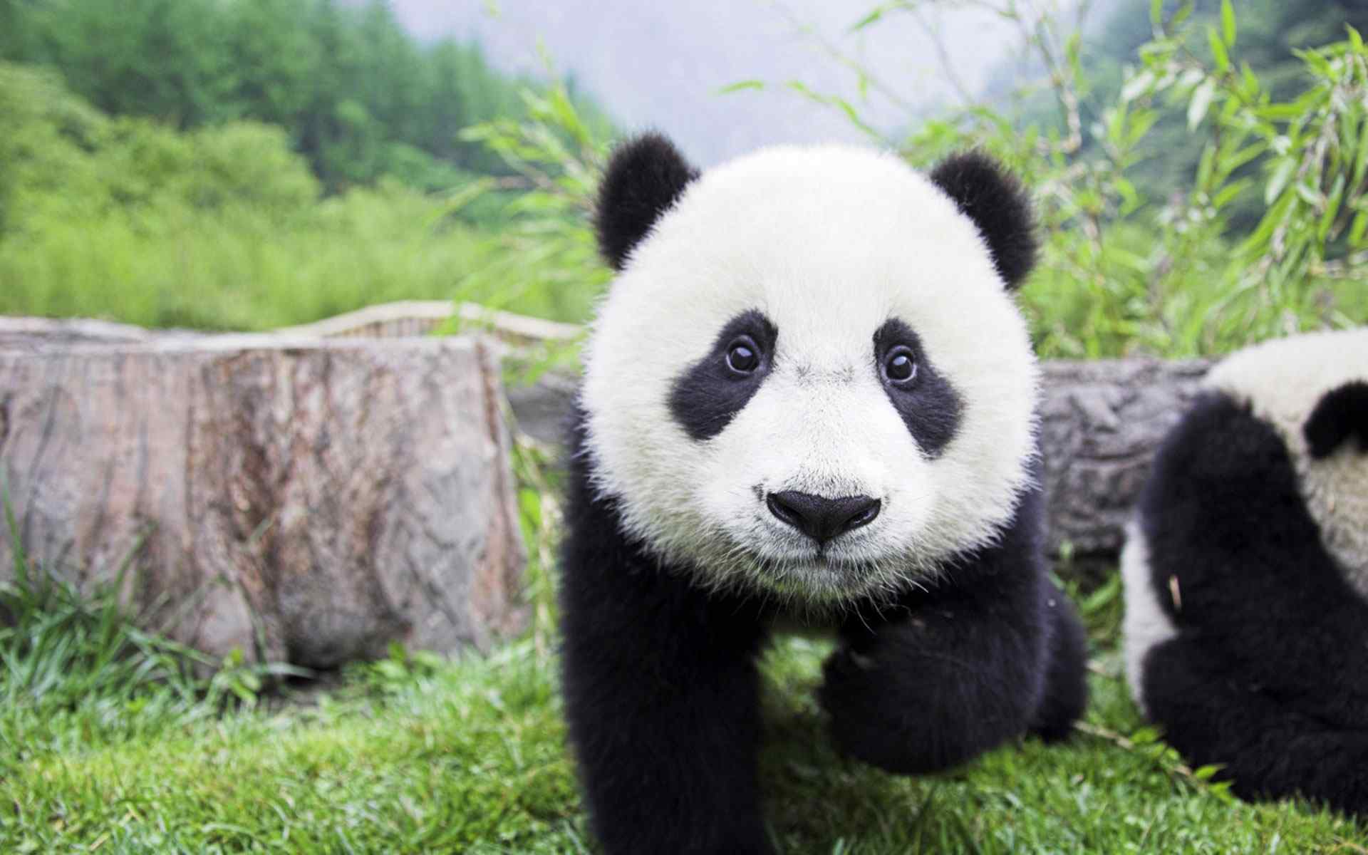 可爱熊猫摄影壁纸