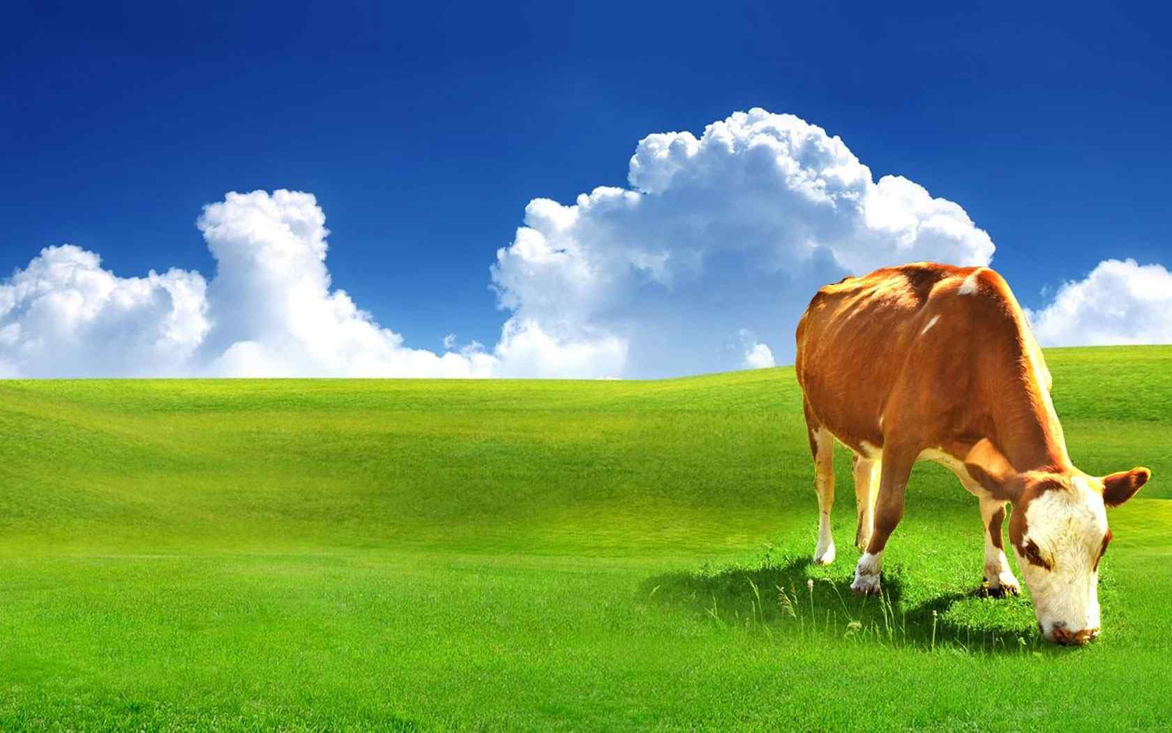 草原牧牛摄影壁纸