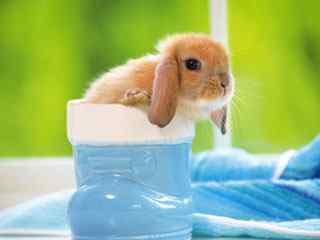 可爱小兔摄影壁纸