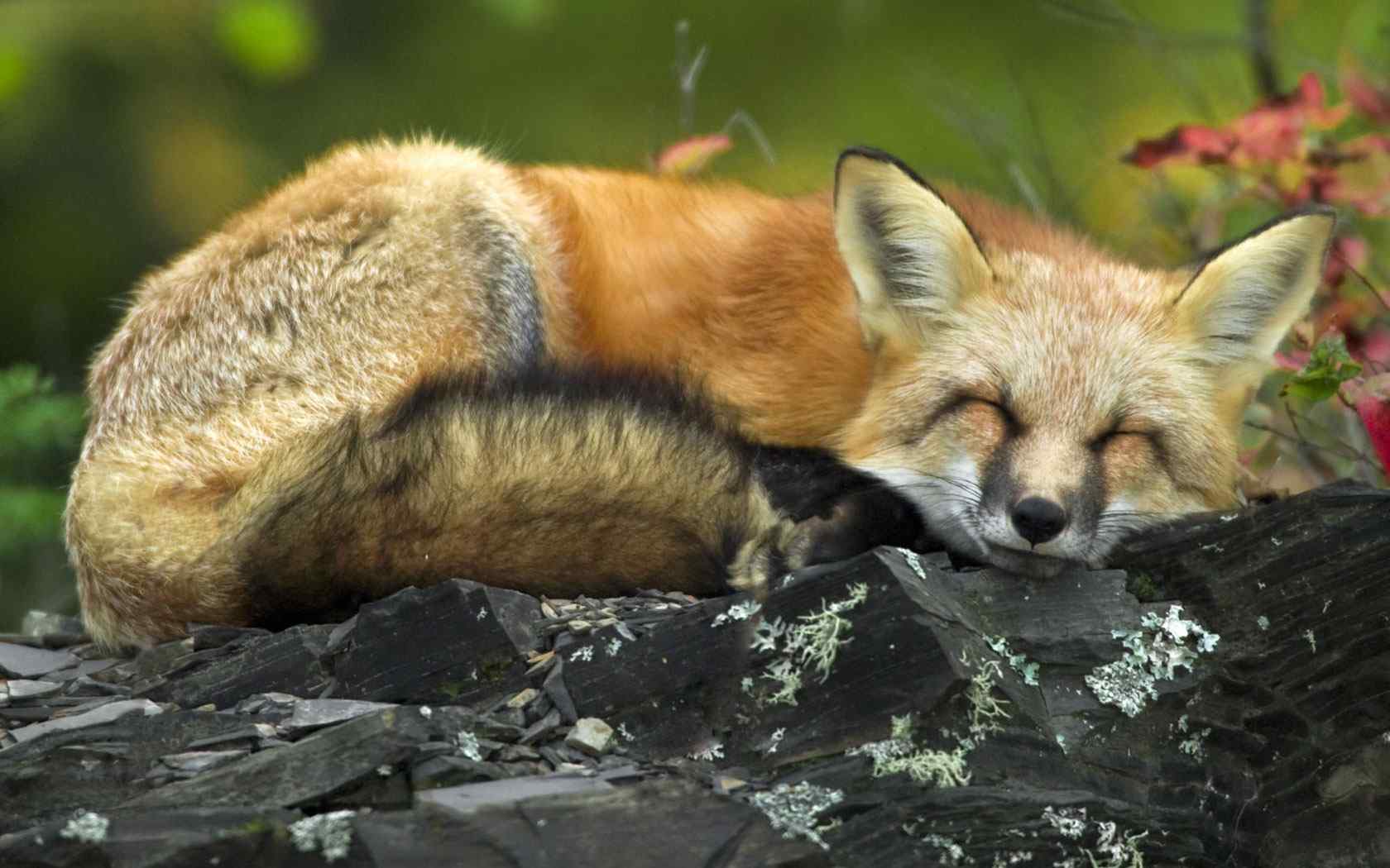 酣睡狐狸摄影壁纸