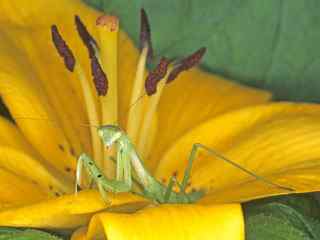 螳螂黄花摄影壁纸