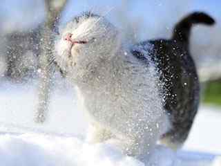 雪地猫咪摄影壁纸