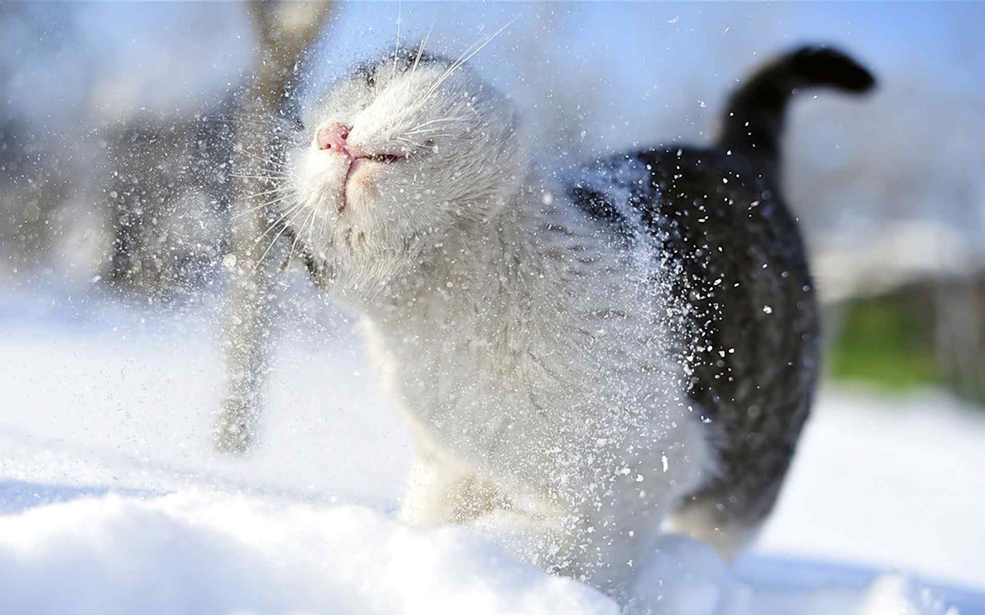 漂亮的雪地上的猫咪高清图片桌面壁纸(4)_配图网