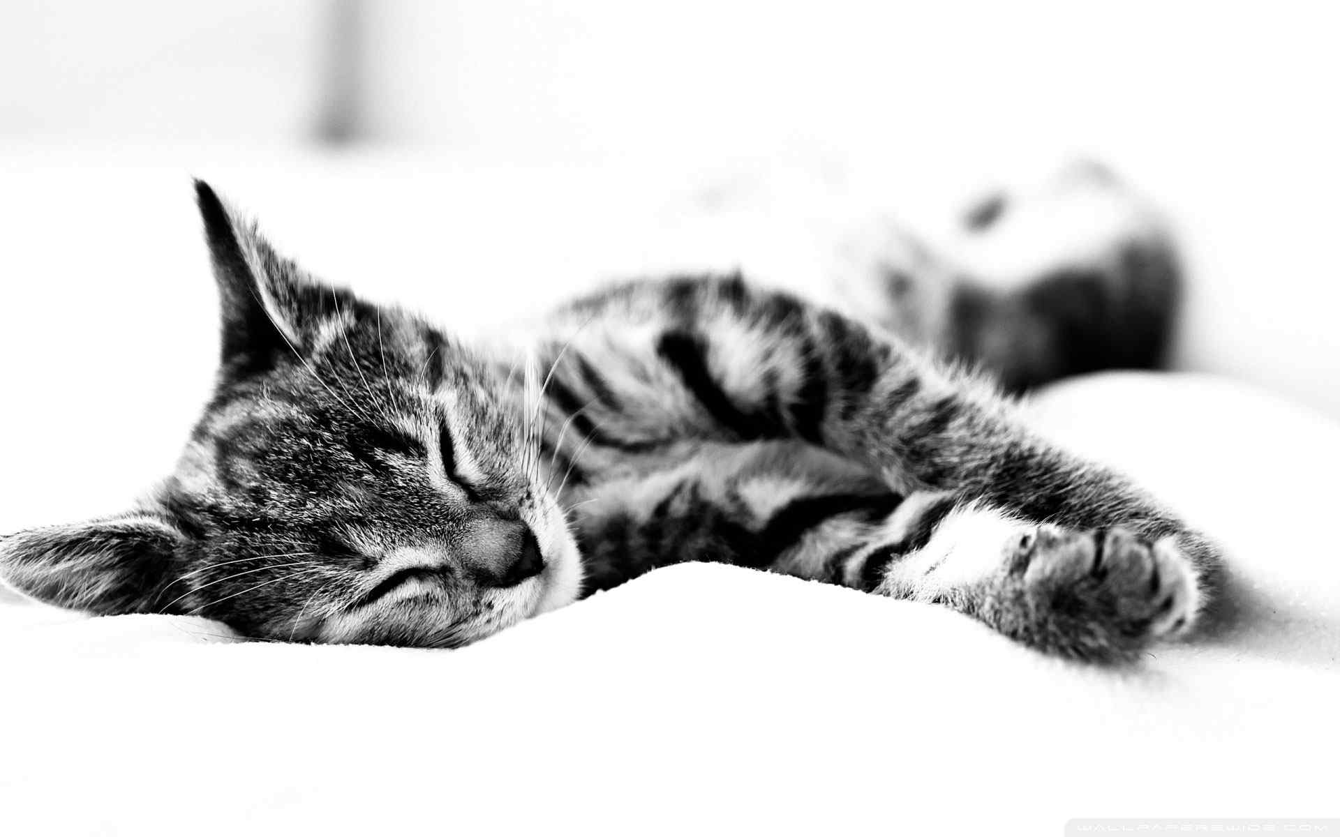 酣睡猫咪摄影壁纸