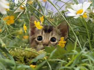草丛猫咪摄影壁纸