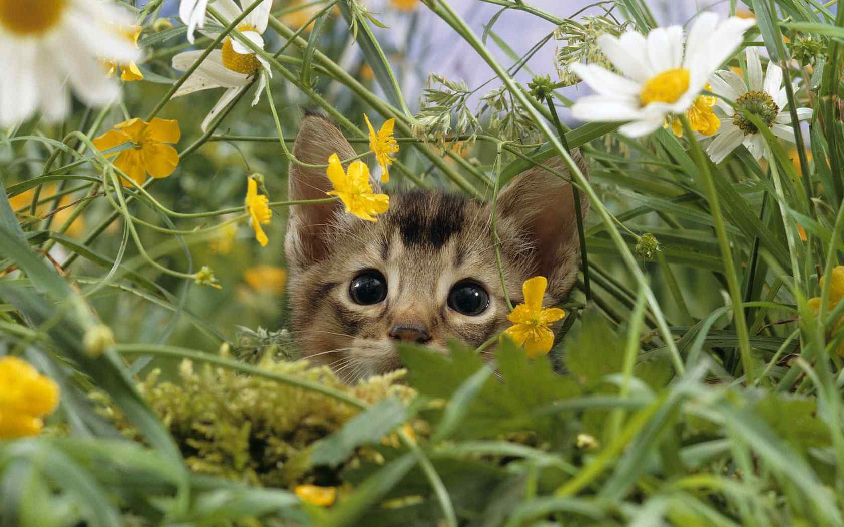 草丛猫咪摄影壁纸