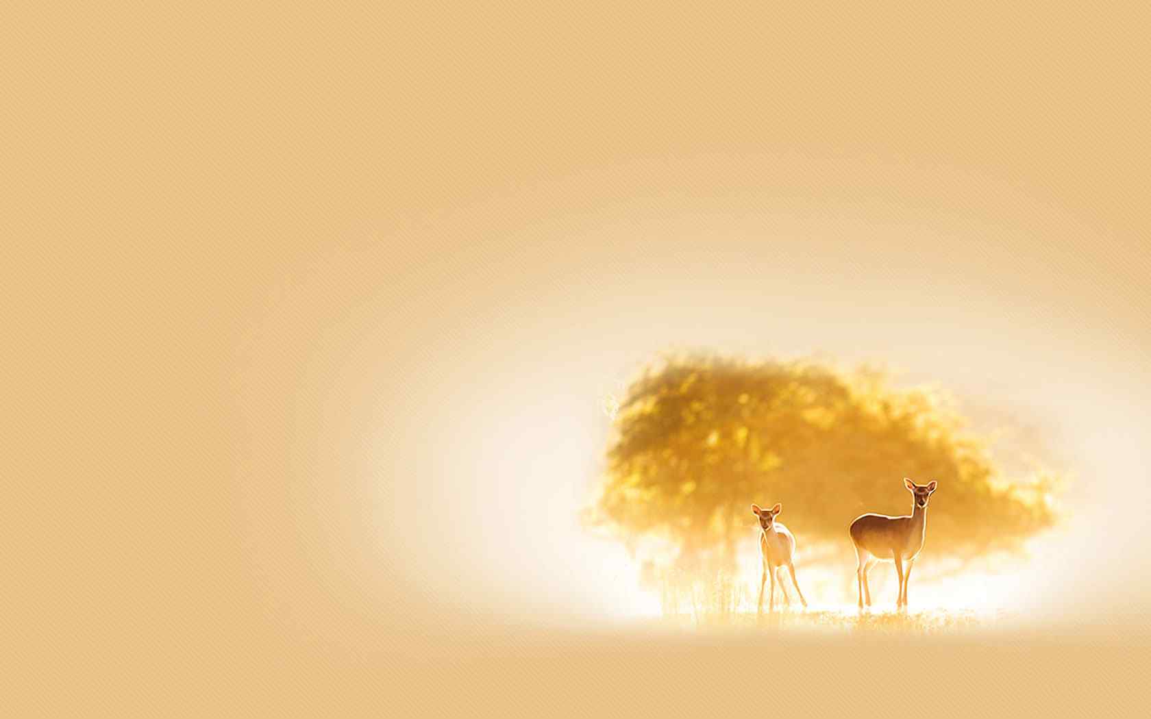 夕阳小鹿摄影壁纸