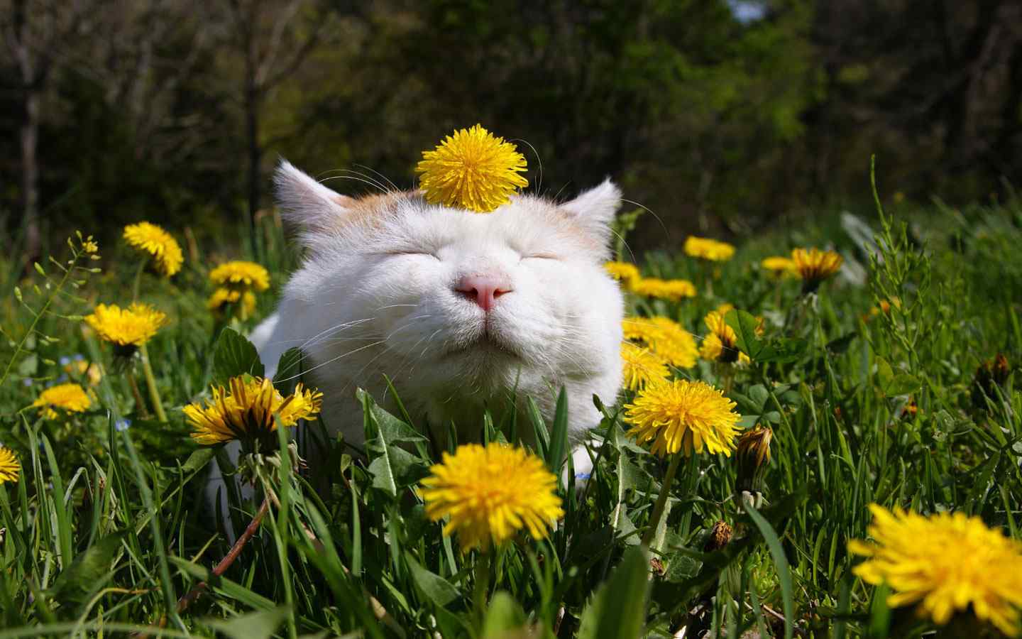 可爱花丛猫咪壁纸