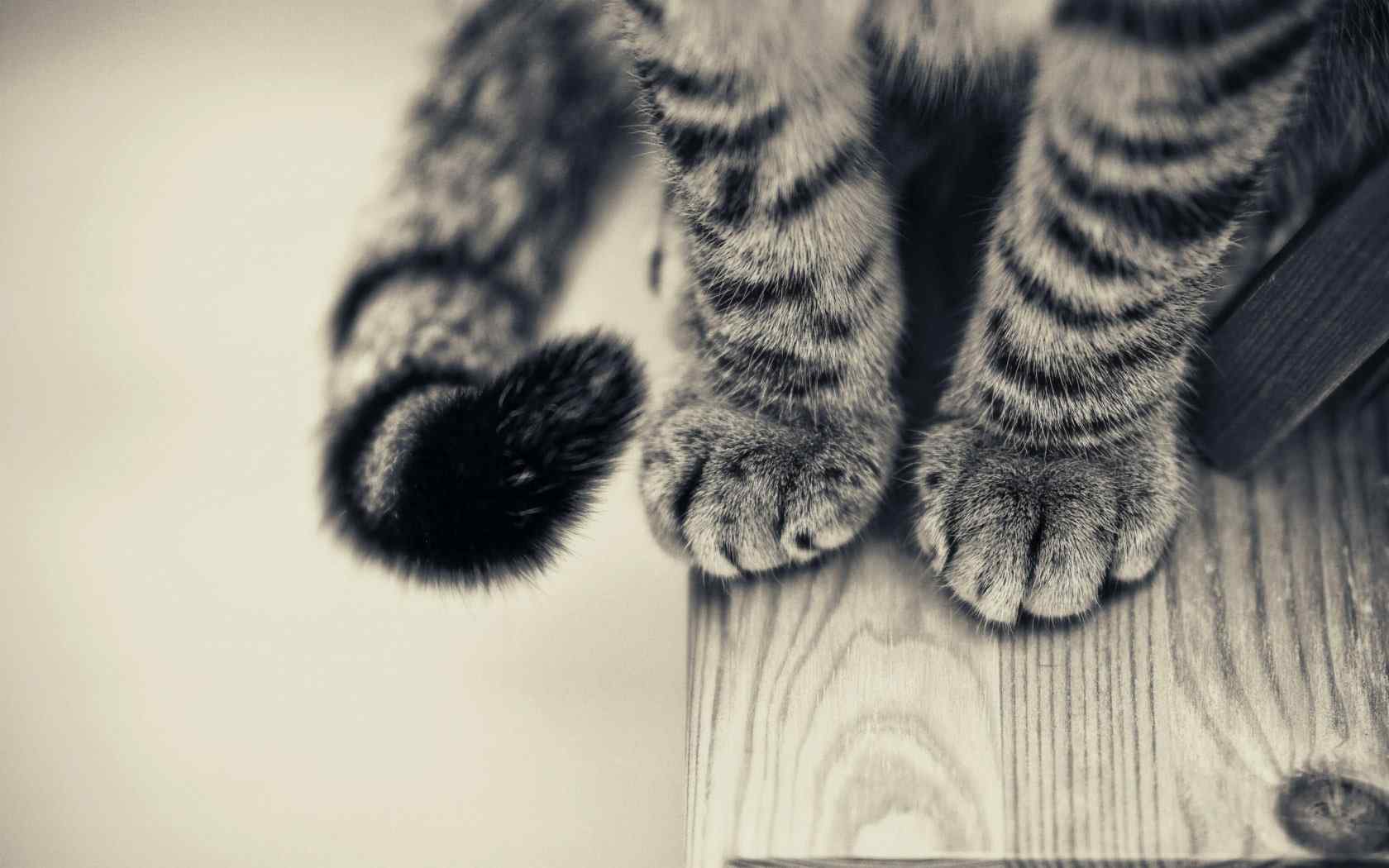 猫的尾巴 白色的爪子 猫咪4K壁纸壁纸(动物静态壁纸) - 静态壁纸下载 - 元气壁纸