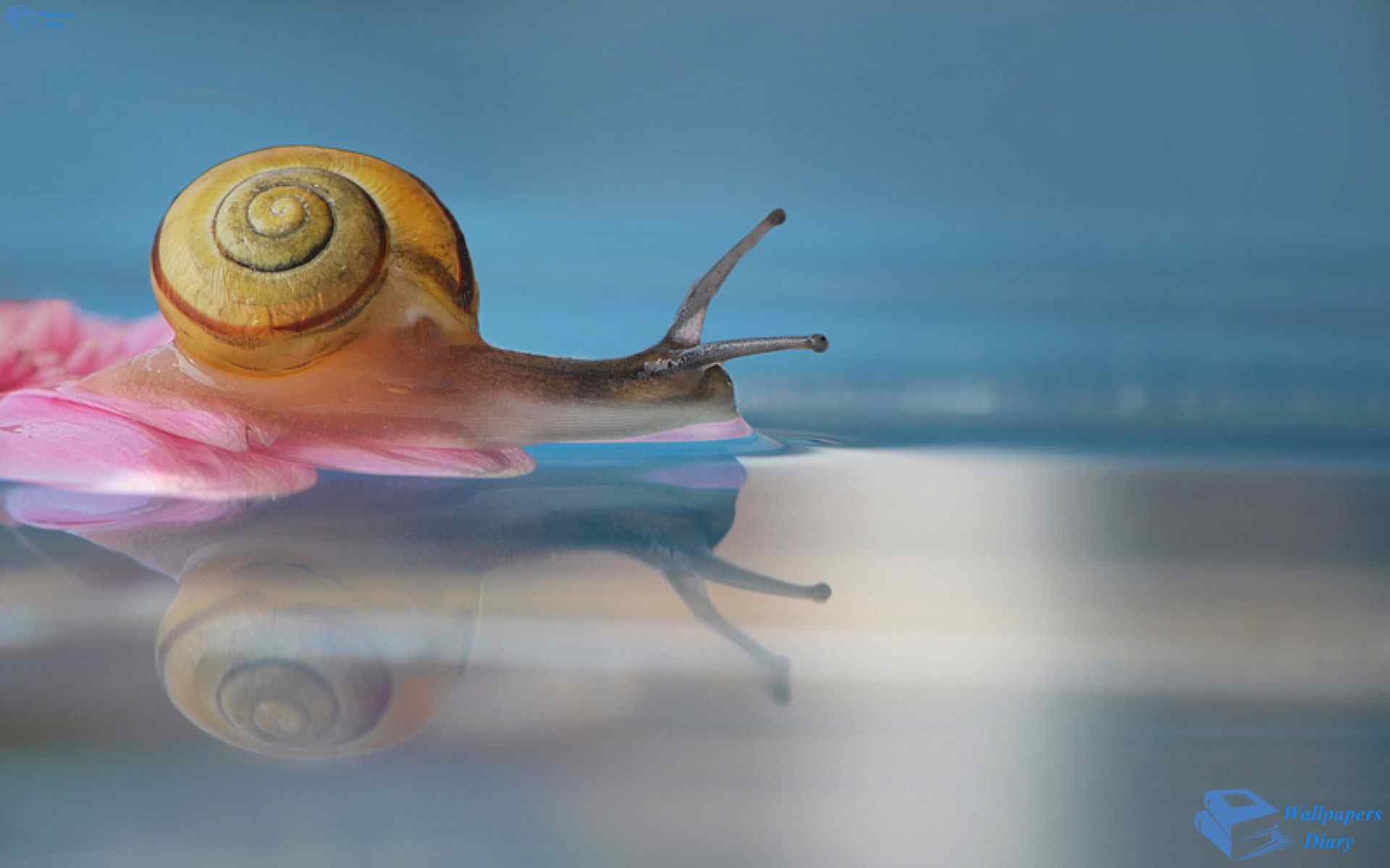 蜗牛桌面设计壁纸