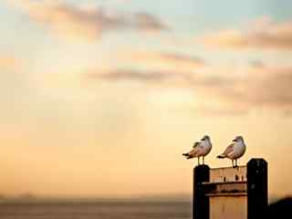 夕阳海鸥摄影壁纸