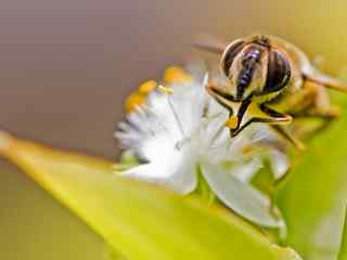 微距蜜蜂摄影壁纸