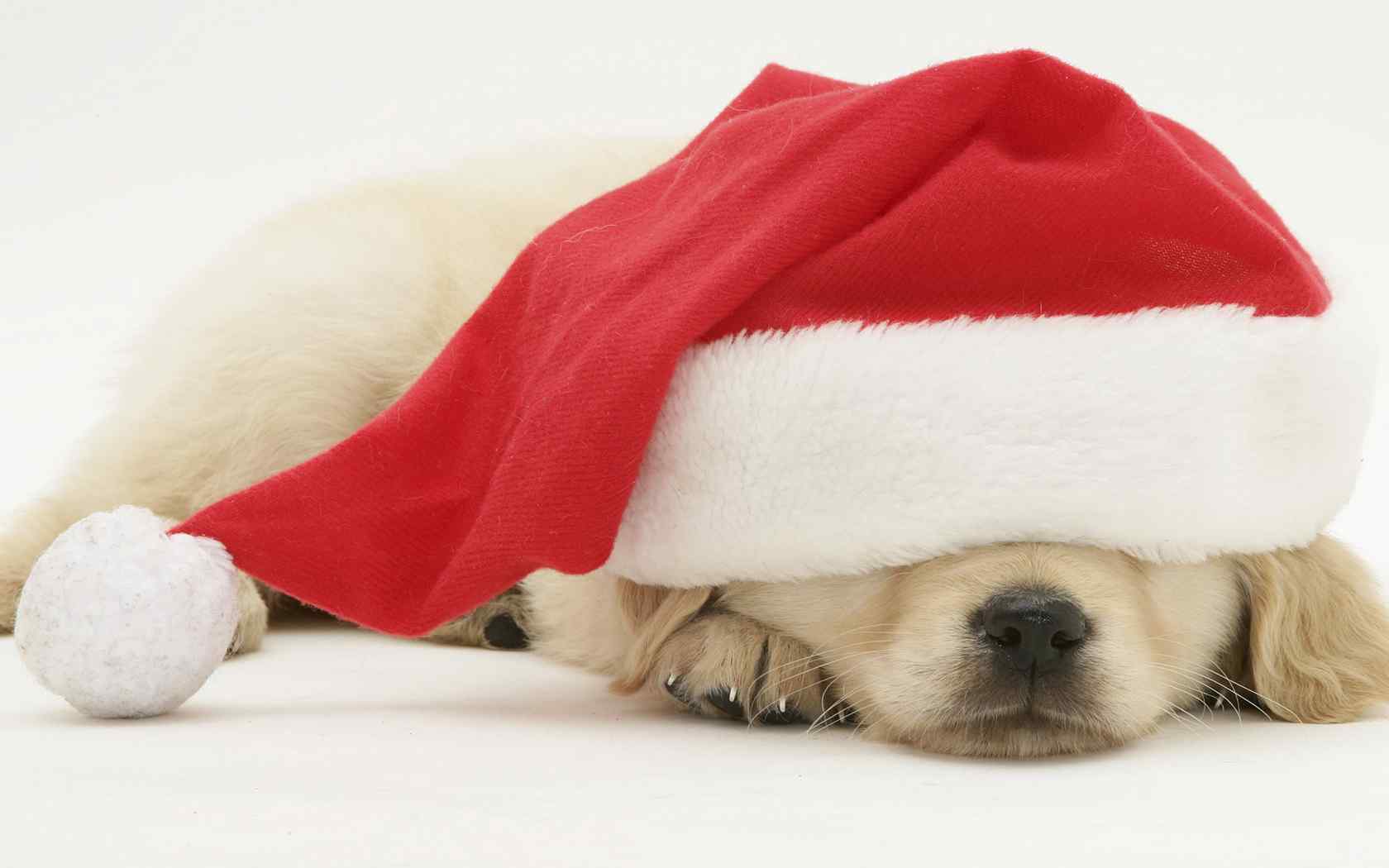 可爱狗狗圣诞壁纸