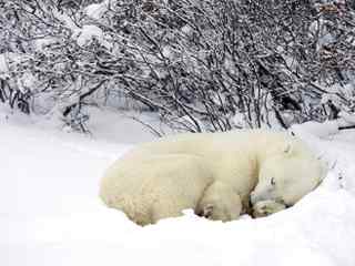 可爱酣睡熊雪景壁纸