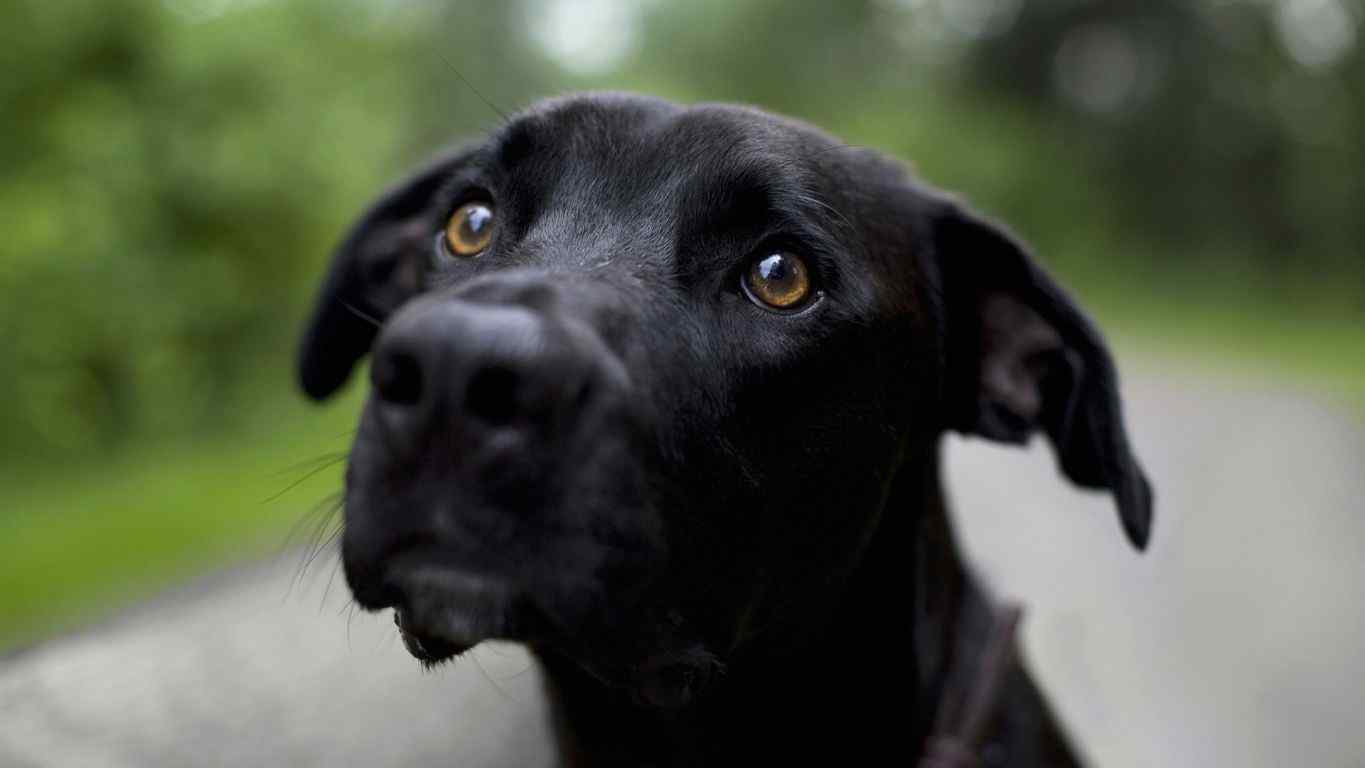 Black Short Coated Dog · Free Stock Photo