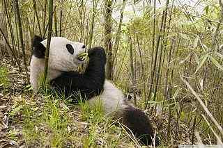 竹林熊猫摄影壁纸