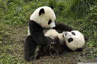 可爱大熊猫壁纸