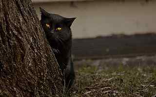 黑猫警长壁纸