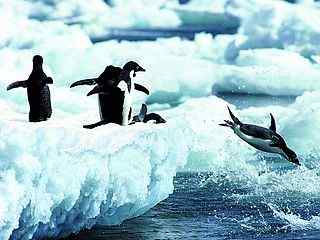 冰川企鹅摄影壁纸
