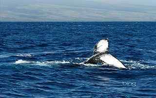 海洋鲸鱼摄影壁纸