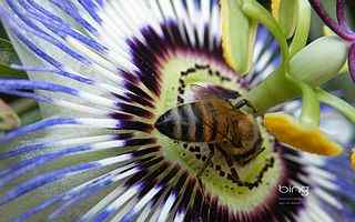 蜜蜂花朵摄影壁纸