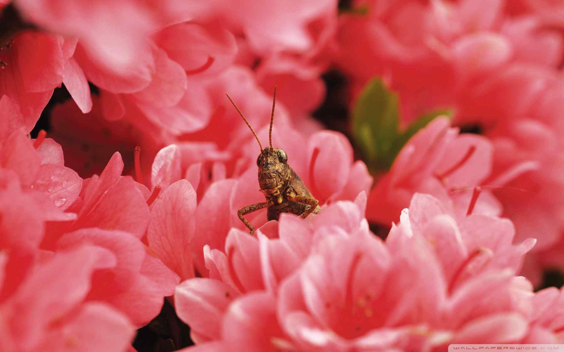 蜂与花朵壁纸