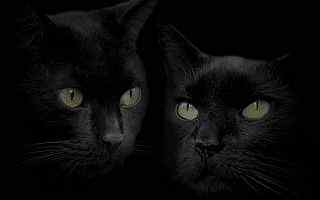 黑色猫咪壁纸