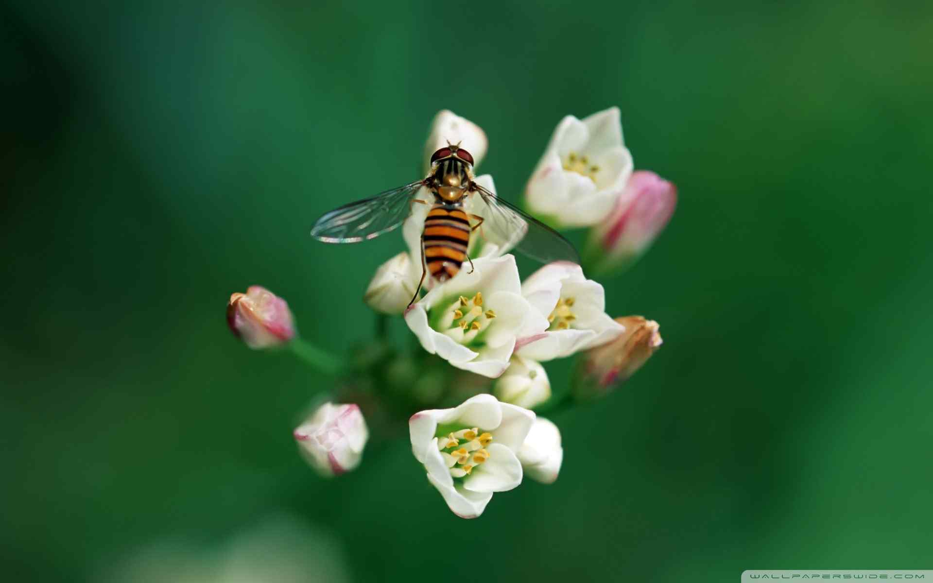 蜜蜂与花朵壁纸