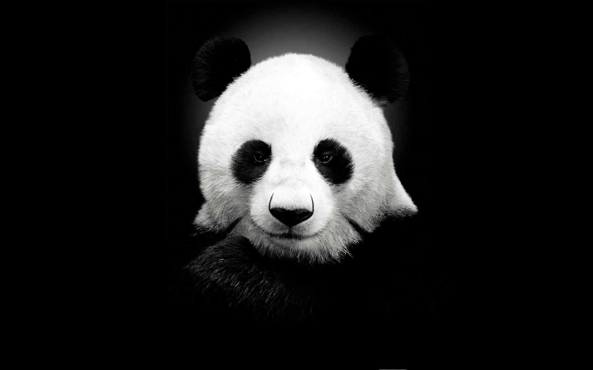 大熊猫艺术摄影壁纸