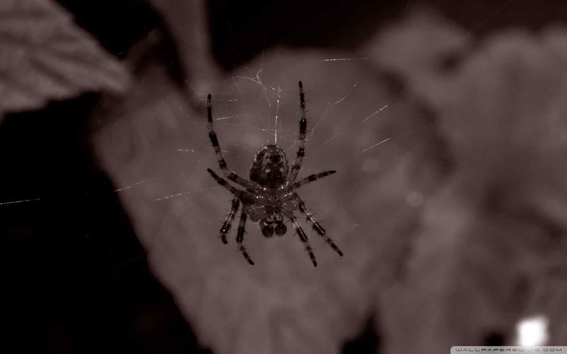 蜘蛛摄影壁纸