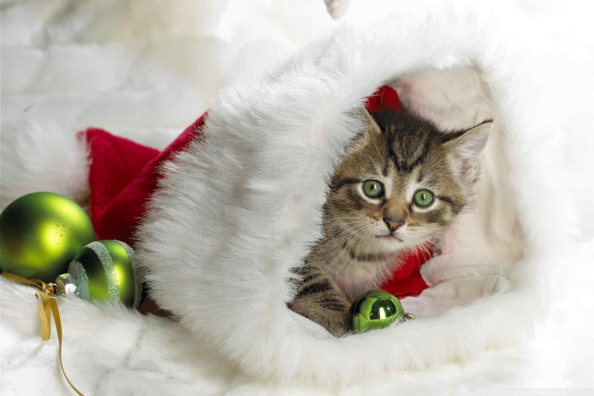 圣诞小猫咪壁纸