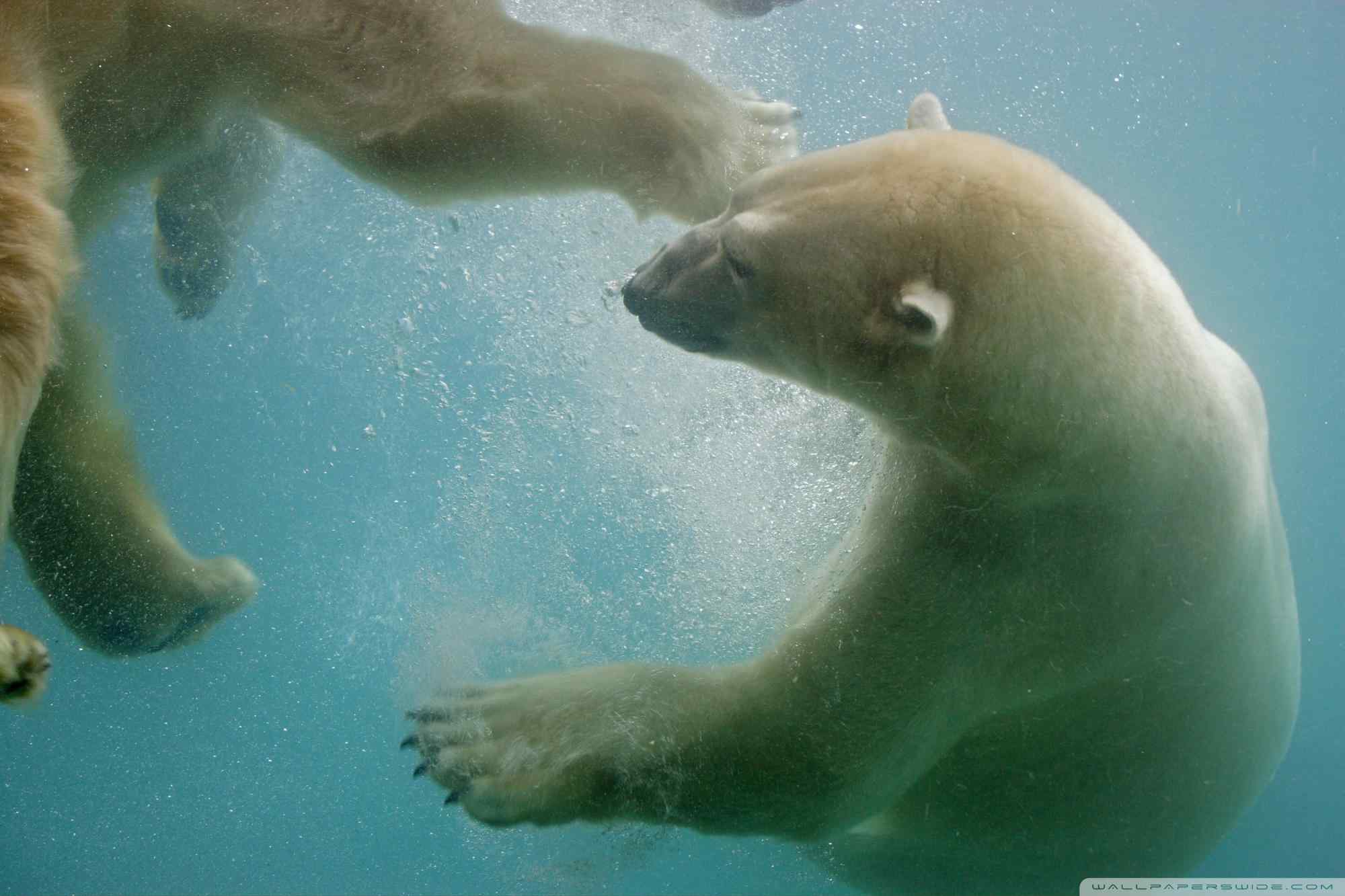 北极熊摄影壁纸