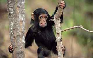 黑猩猩摄影壁纸