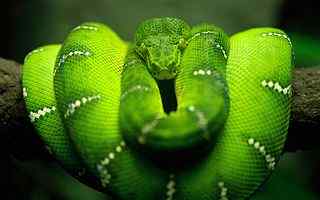 绿色蟒蛇摄影壁纸