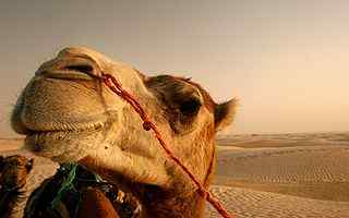 沙漠骆驼摄影壁纸