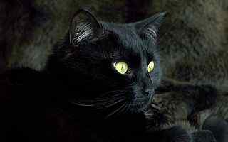 黑色小猫咪摄影壁