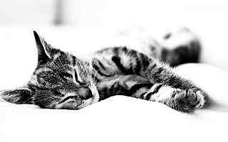 熟睡小猫咪壁纸