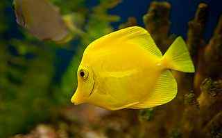 黄色热带鱼摄影壁