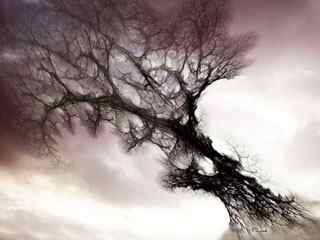 丝网纹理树壁纸 - Mystical Tree