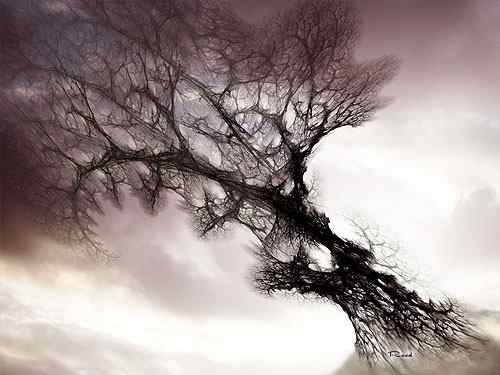 丝网纹理树壁纸 - Mystical Tree