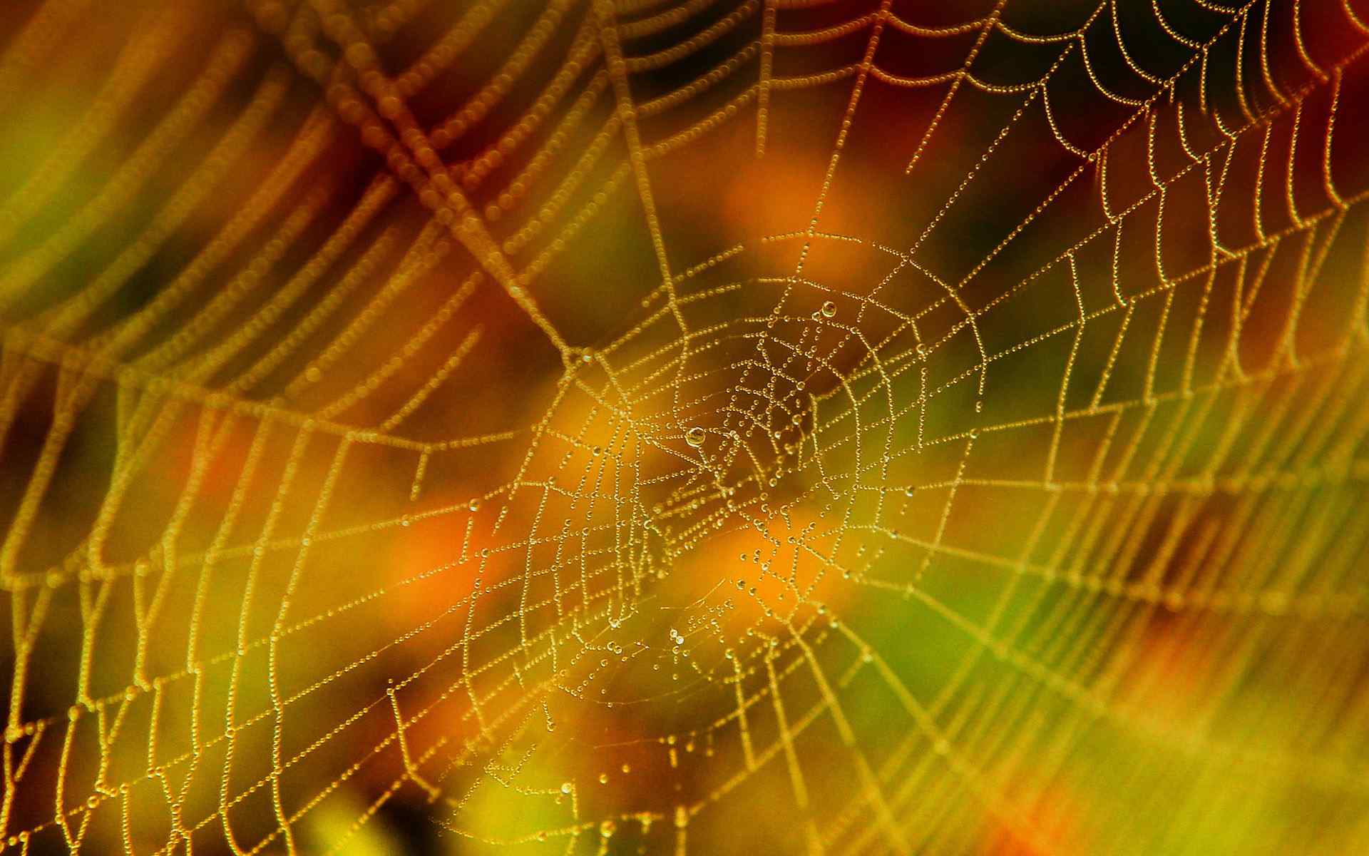 精致蜘蛛网设计壁纸
