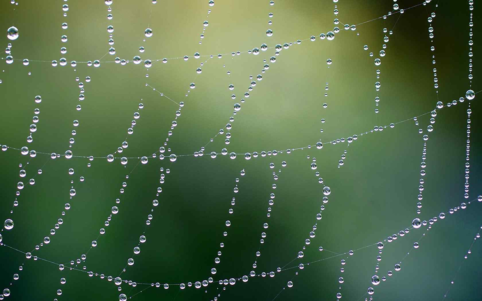 个性蜘蛛网创意壁纸