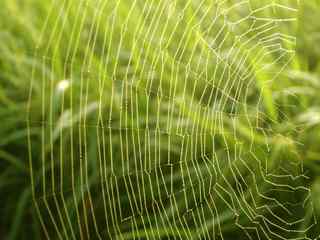 蜘蛛网设计壁纸