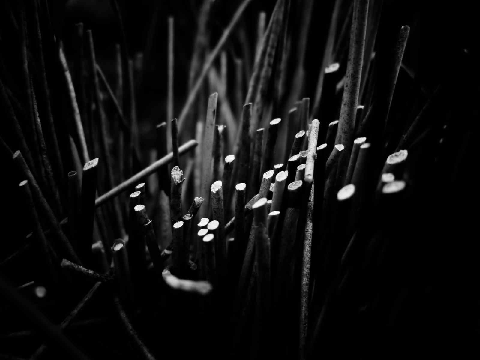 植物黑白摄影壁纸