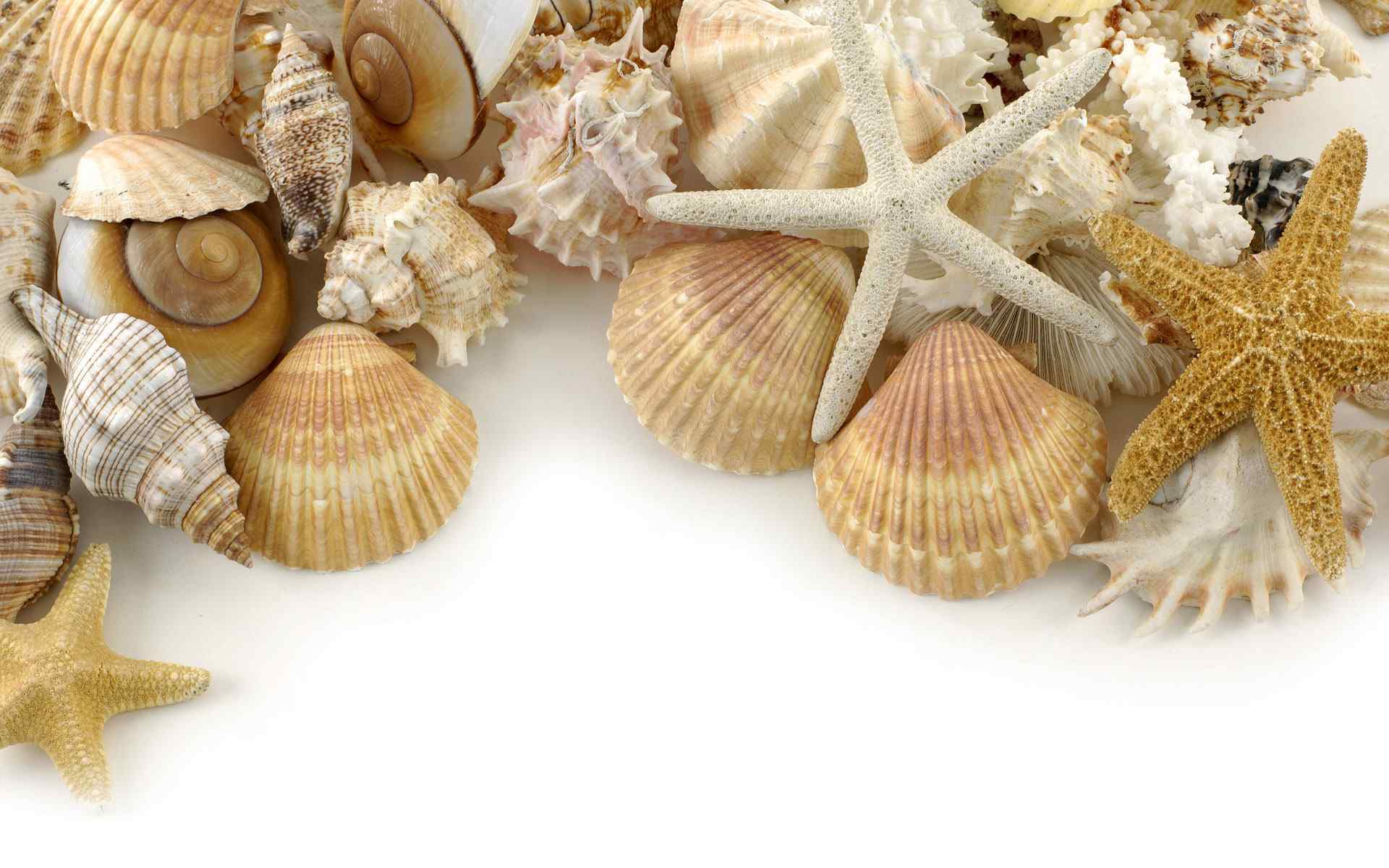 海螺贝壳摄影壁纸
