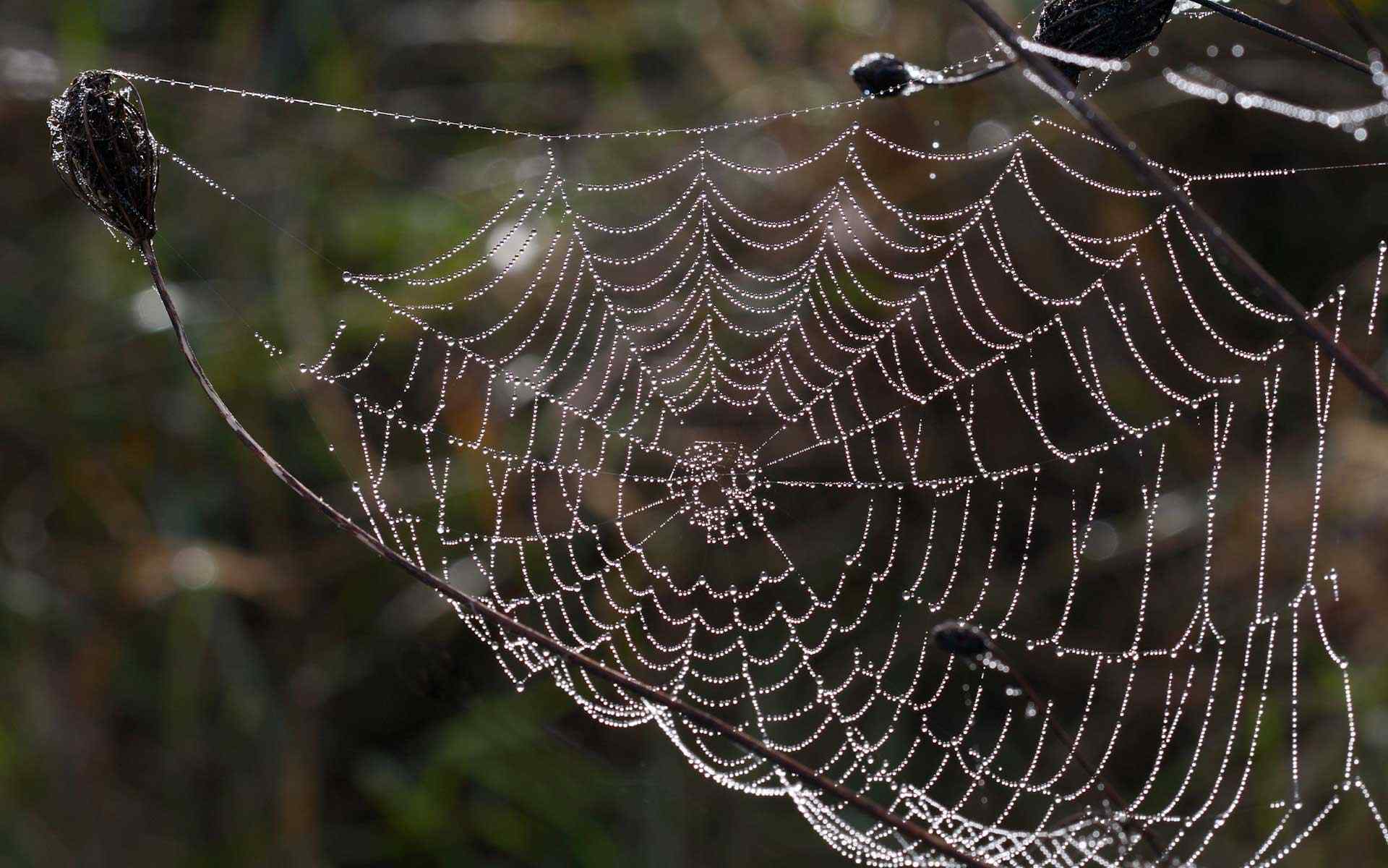 蜘蛛网摄影壁纸